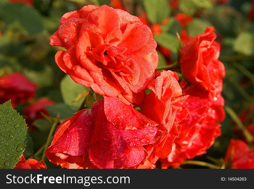 Red roses in the morning light whith drops of water on the leaves