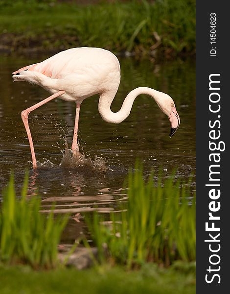 Phoenicopterus ruber, flamingo, in natural enivironment, lake, pond