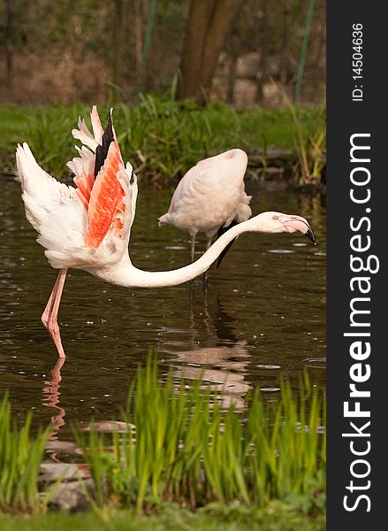 Phoenicopterus ruber, flamingo, in natural enivironment, lake, pond