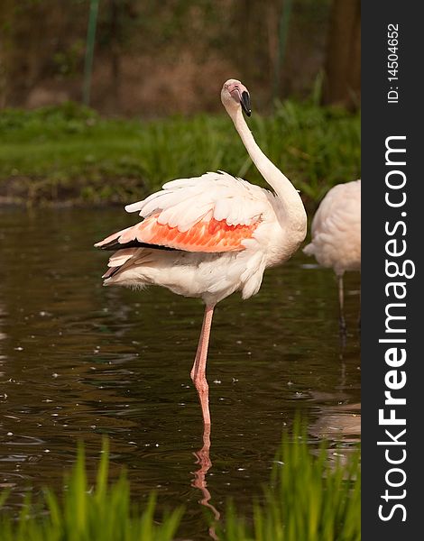 Phoenicopterus ruber, flamingo, in natural enivironment, lake, pond