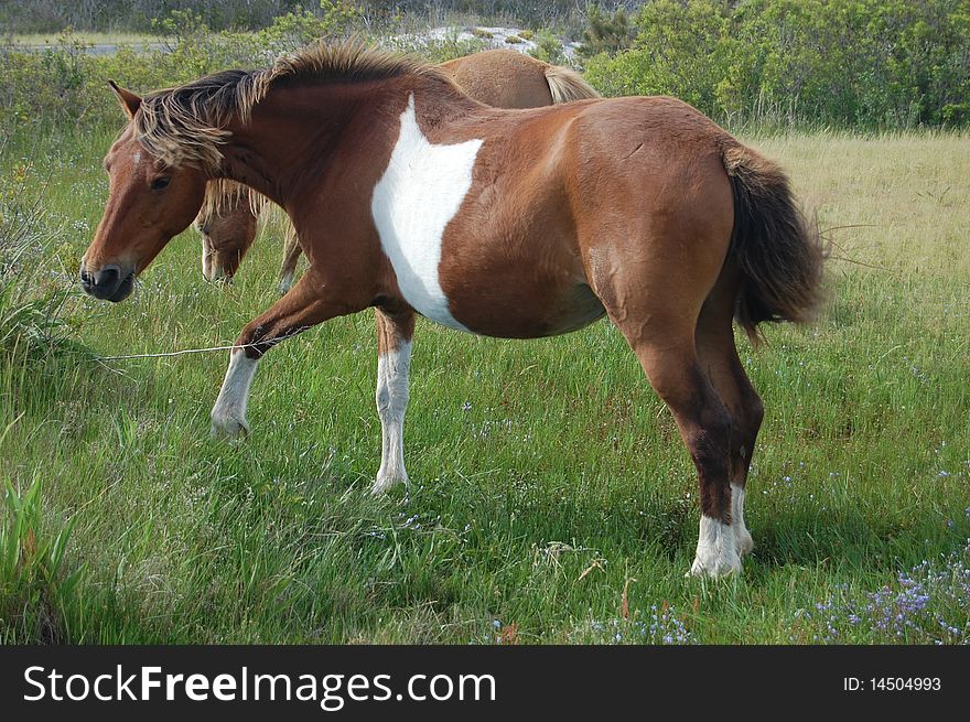 2 wild horses grazing at Assateague Island