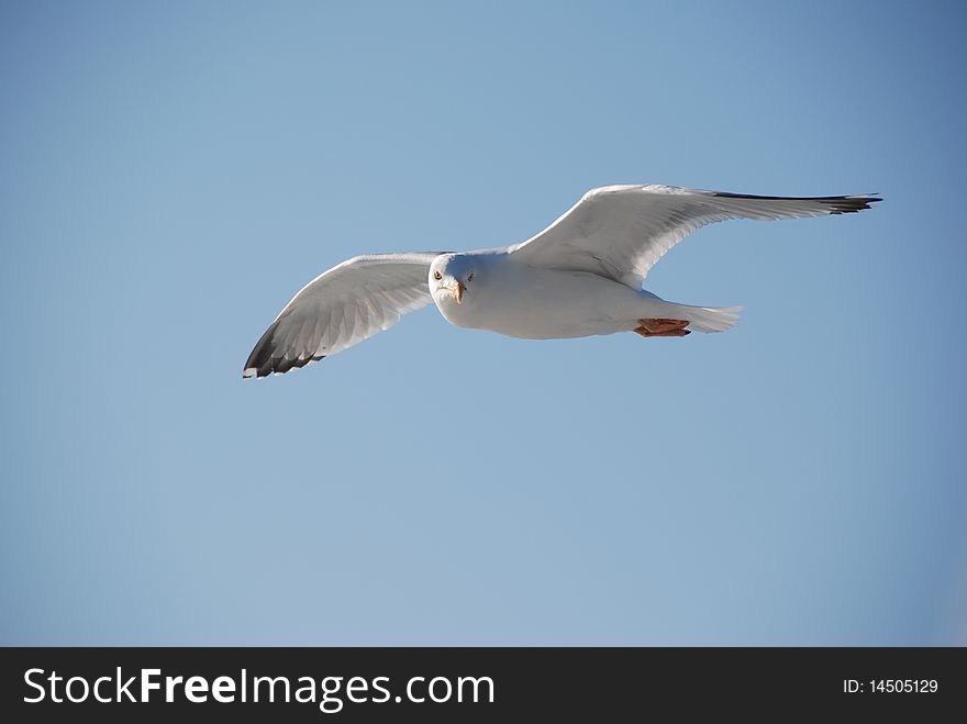 Sea gull looking at us in flight over the ocean. Sea gull looking at us in flight over the ocean