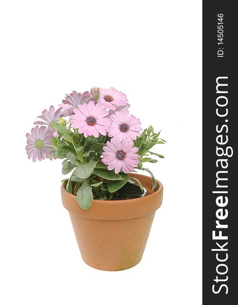 Osteopermum plant and flowers in a terracotta pot. Osteopermum plant and flowers in a terracotta pot