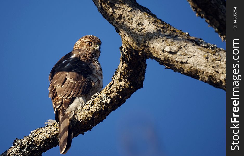 Young Cooper's Hawk