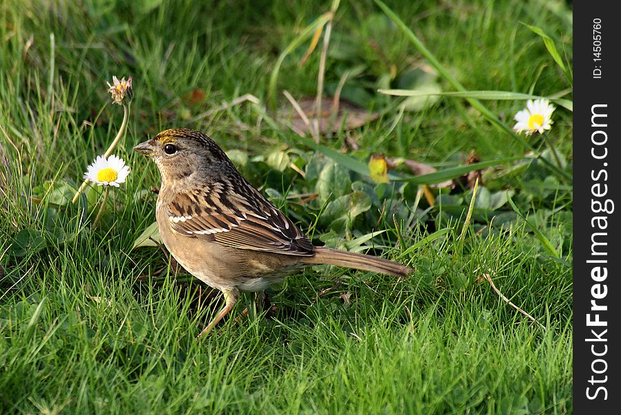 Savannah Sparrow standing on green grass with blooming white and yellow daisies