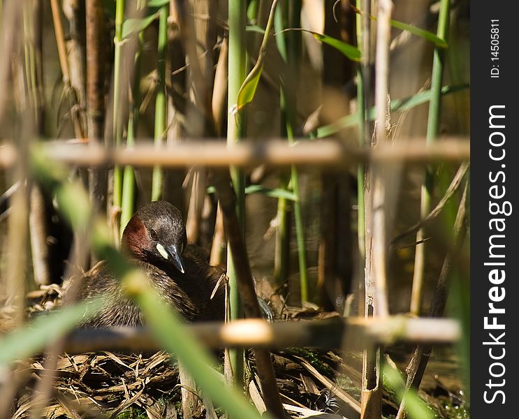 Little Grebe incubating her eggs at a lagoon of the Llobregat river delta in northeastern Spain. Little Grebe incubating her eggs at a lagoon of the Llobregat river delta in northeastern Spain.