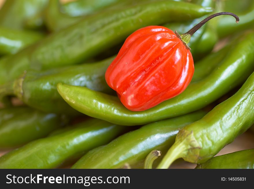 Red, Scotch bonnet chili on a pile of green chilis. Red, Scotch bonnet chili on a pile of green chilis