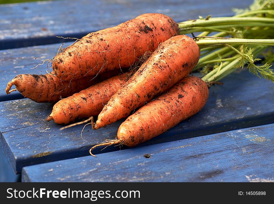 Carrots Freshly Pulled