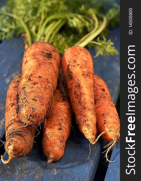 Bunch of freshly pulled homegrown carrots stll with soil on them. Bunch of freshly pulled homegrown carrots stll with soil on them
