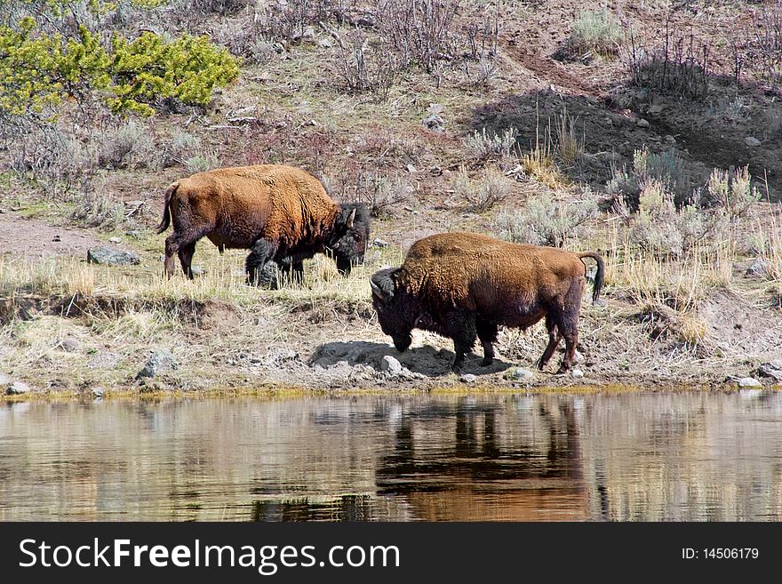 Two Yellowstone Park bison grazing by a stream. Two Yellowstone Park bison grazing by a stream