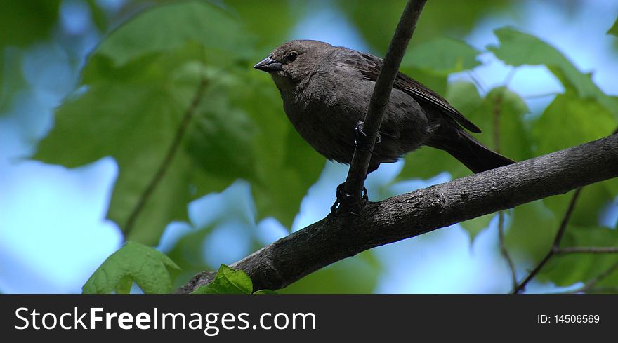 Chubby black sparrow-like bird on branch with blue sky and leaves in background