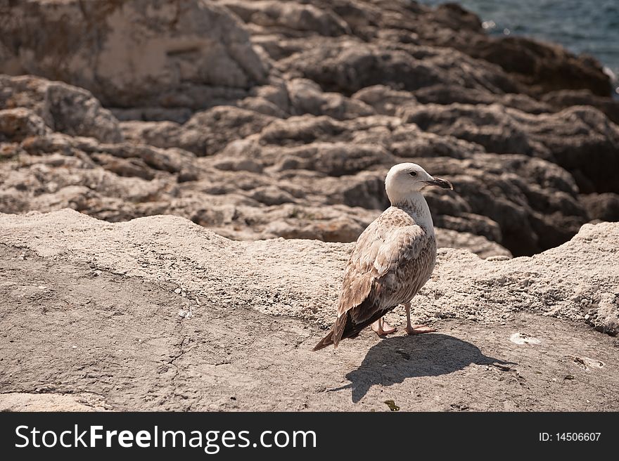 A seagull on stones near sea