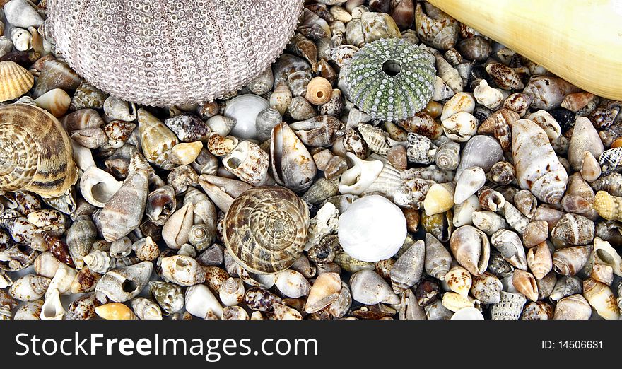 See shell composition urchin ocean