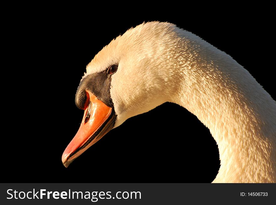 Close-up of swan face with black background. Close-up of swan face with black background