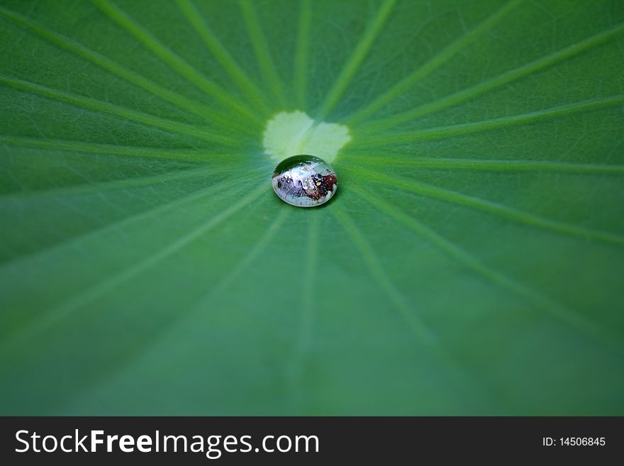 A Drop Of Water On A Lotus Leaf.