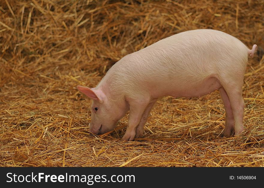 A lone pig standing in a bed of Straw. A lone pig standing in a bed of Straw