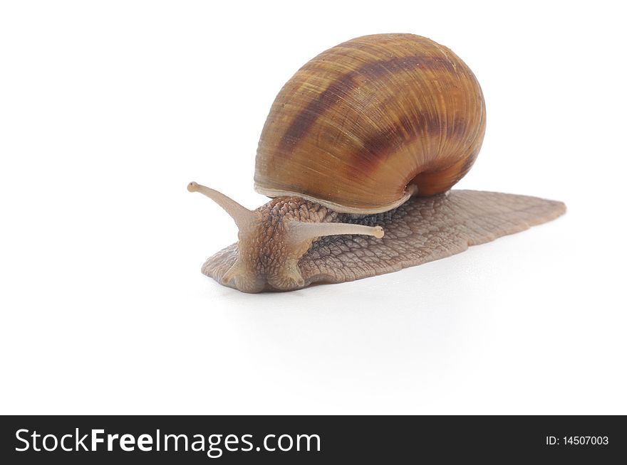 Garden snail isolated on white background