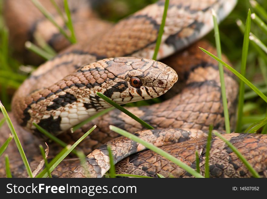 Brown bull snake curled up in the grass. Brown bull snake curled up in the grass