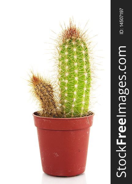 Cactus Isolated Two