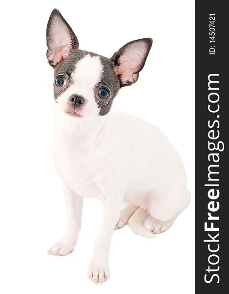 White with black chihuahua puppy portrait isolated