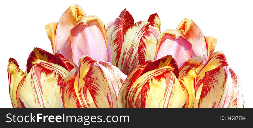 Tulip Close Up Isolated