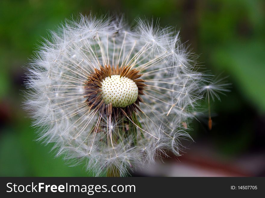 Flower blowball dandelion with blur background. Flower blowball dandelion with blur background