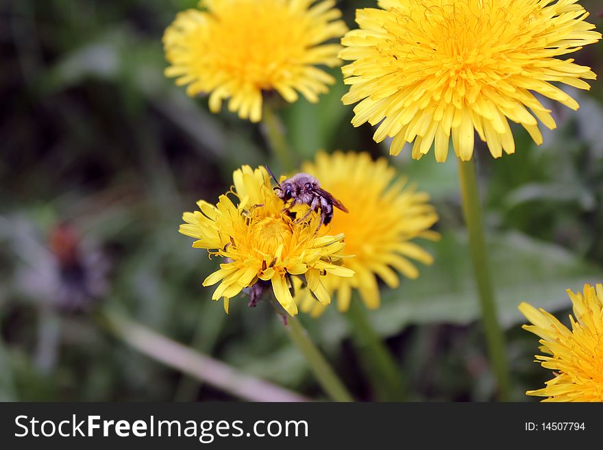Working bee on yellow dandelion flower