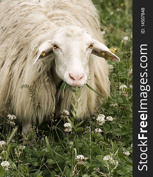 Sheep staring at the camera