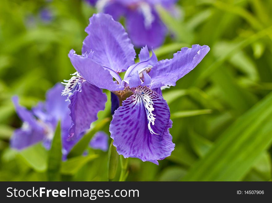 Park flower garden, quietly beautiful purple iris open;