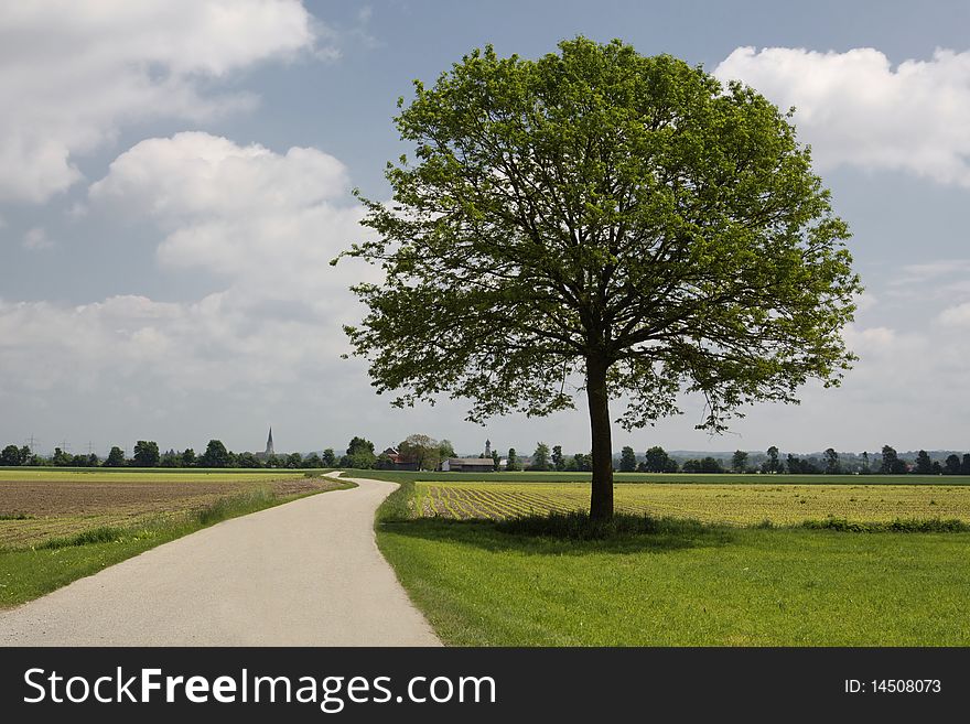 Tree and road in summer