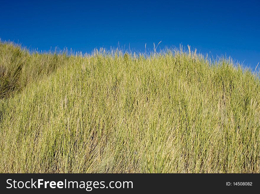 Tussock grass against deep blue sky on West Coast New Zealand beach