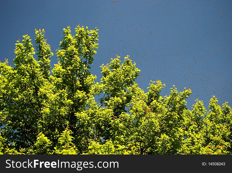 A Swarm Of Bees