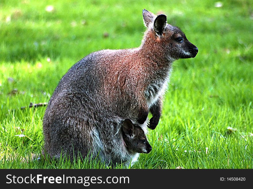 Mother kangaroo with baby enjoying sunny day. Mother kangaroo with baby enjoying sunny day