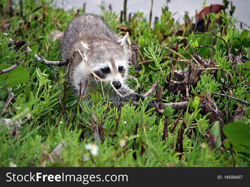 Raccoon Ding Darling National Wildlife Refuge Sanibel Florida