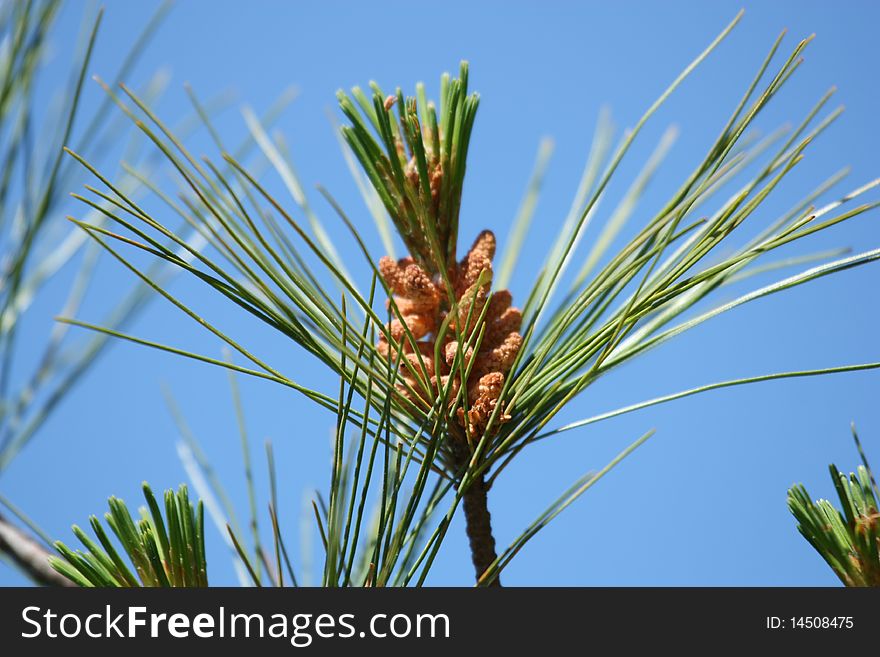 New pine cone grows on branch against blue sky. New pine cone grows on branch against blue sky