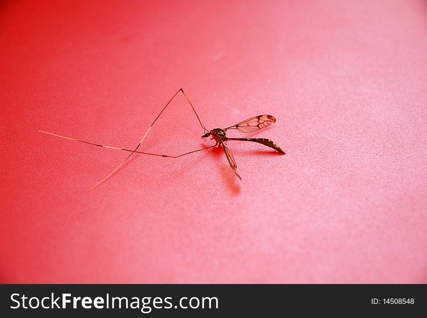 A big mosquito with red as background