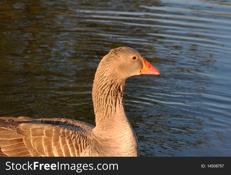 Greylag goose looking right in water. Greylag goose looking right in water