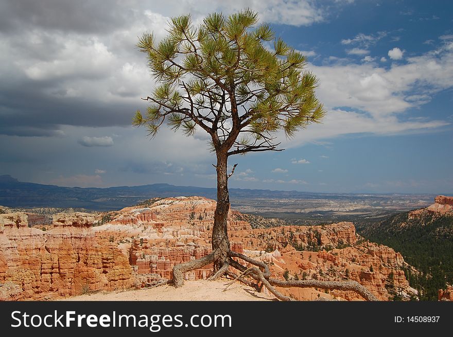 Tree at Bryce Canyon