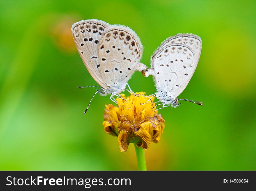 The copulating butterflys on the emarcid chrysanthemum flower.