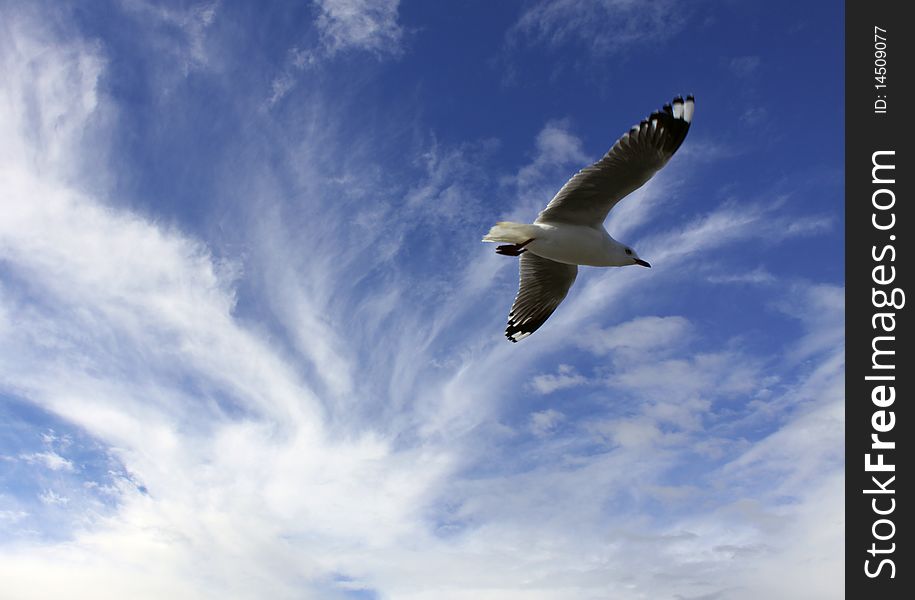 Seagull against bright blue sky. Seagull against bright blue sky