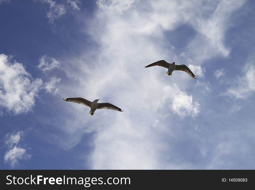 Seagulls against bright blue sky. Seagulls against bright blue sky