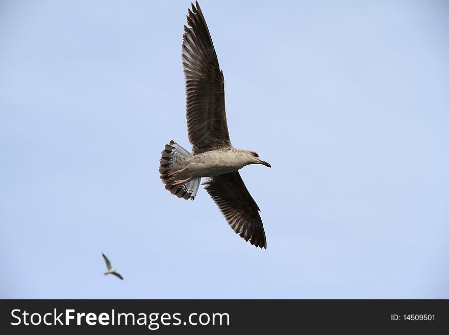 A Pair Of Seagulls Gliding