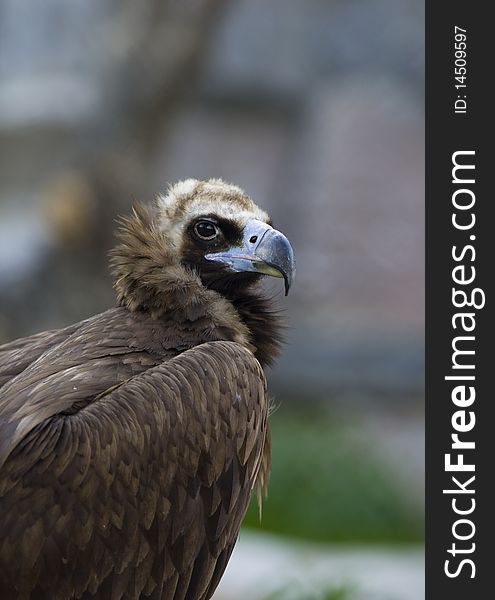 Black vulture  close up eagle rock background. Black vulture  close up eagle rock background