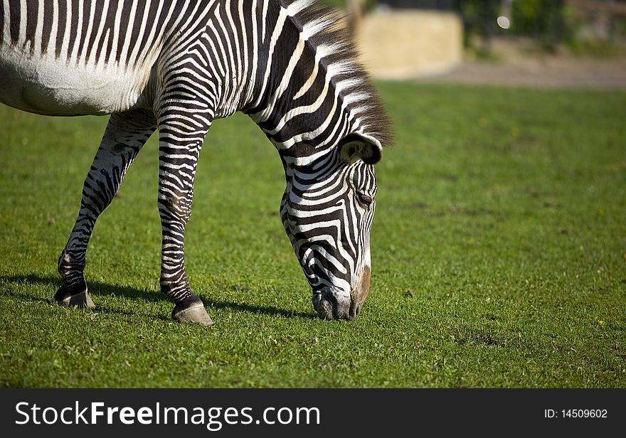 Zebra walk on grass in zoo park