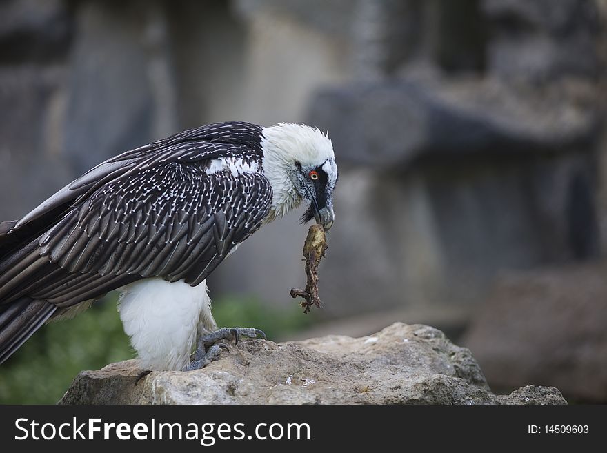 Bearded Vulture take a meat