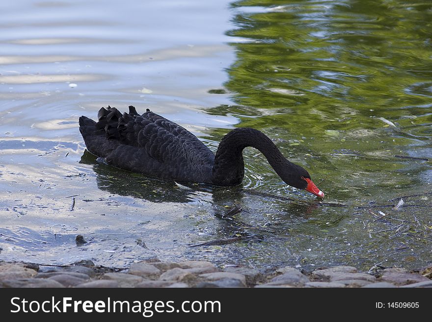 Black swan swim in dirty water. Black swan swim in dirty water