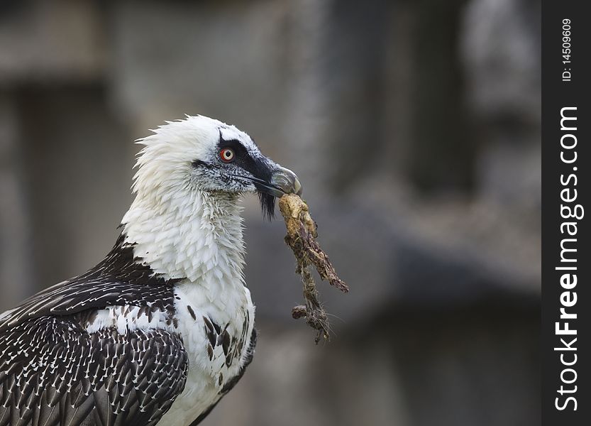 Lammergeier - Bearded Vulture take a meat at rock background