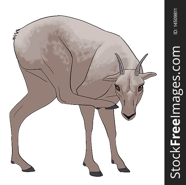 Clipart image of a baby big horn sheep.