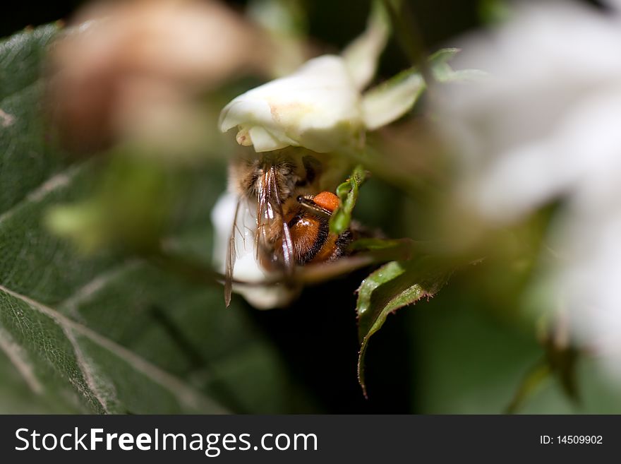 Bee on Flower Close-up