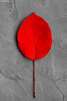 Red Smooth Autumn Leaf On A Gray Concrete Background, Autumn Postcard, September Stock Photo